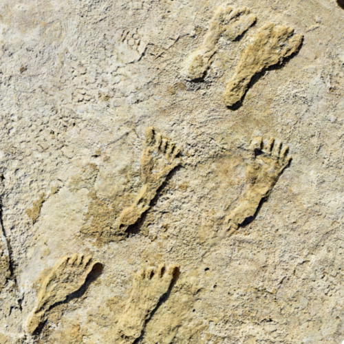 Photo of fossilized footprints