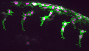 Trunk neural crest cells migrating in vivo.
