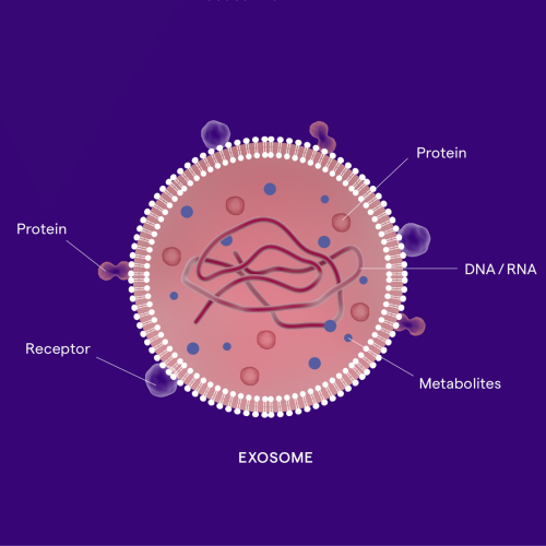 Diagram of an exosome