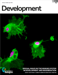 Immune system special issue