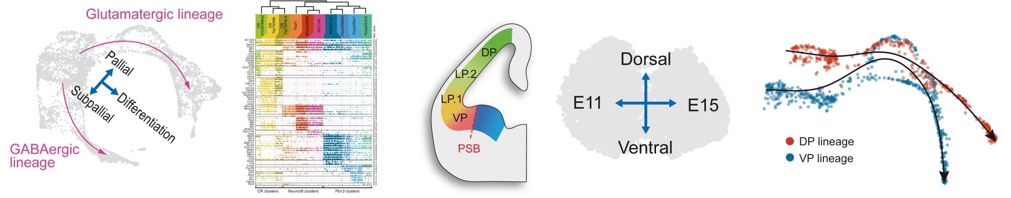 A simple tool to visualise gene expression during early mouse pallium ...