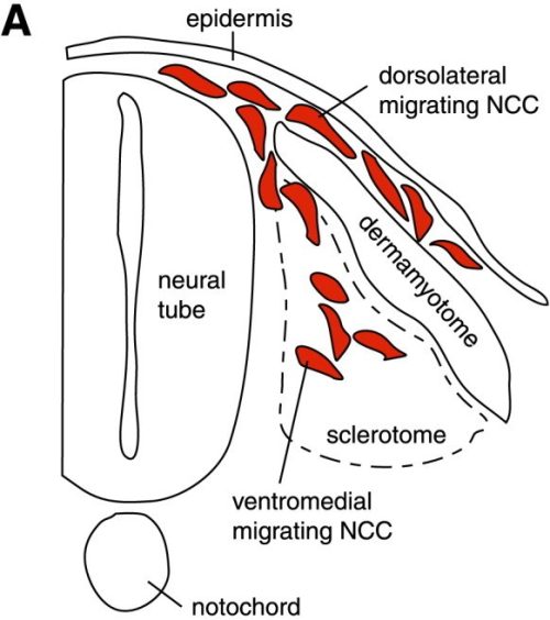 Analysis Spotlight: Decipher the Relationship between Cell Cycle ...