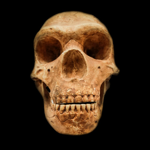 Neanderthal skull against a black background