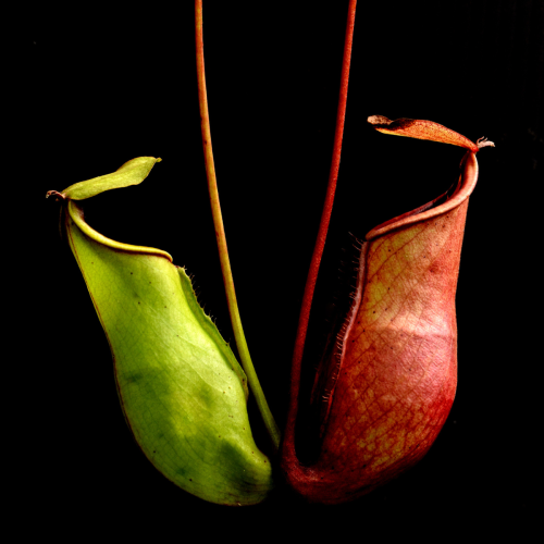 Two pitcher plants
