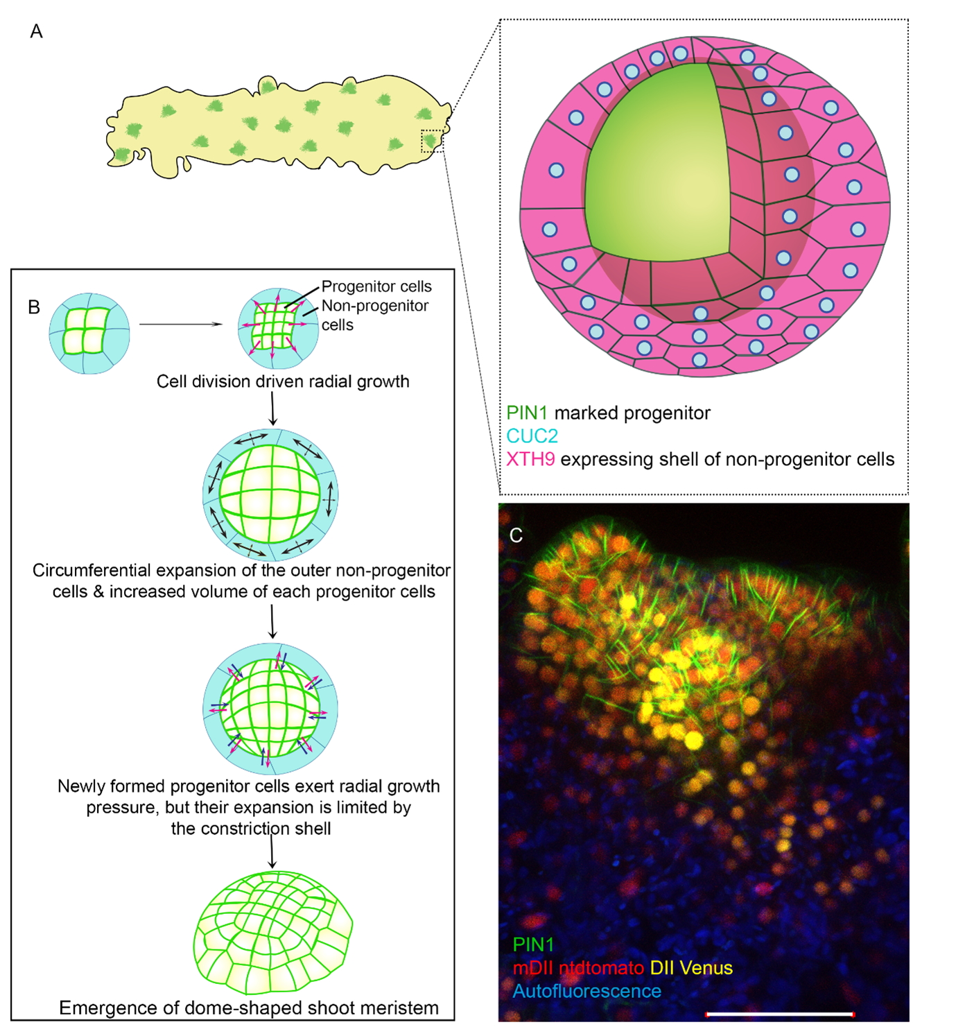 Mechanical Stretch Kills Transformed Cancer Cells - preLights