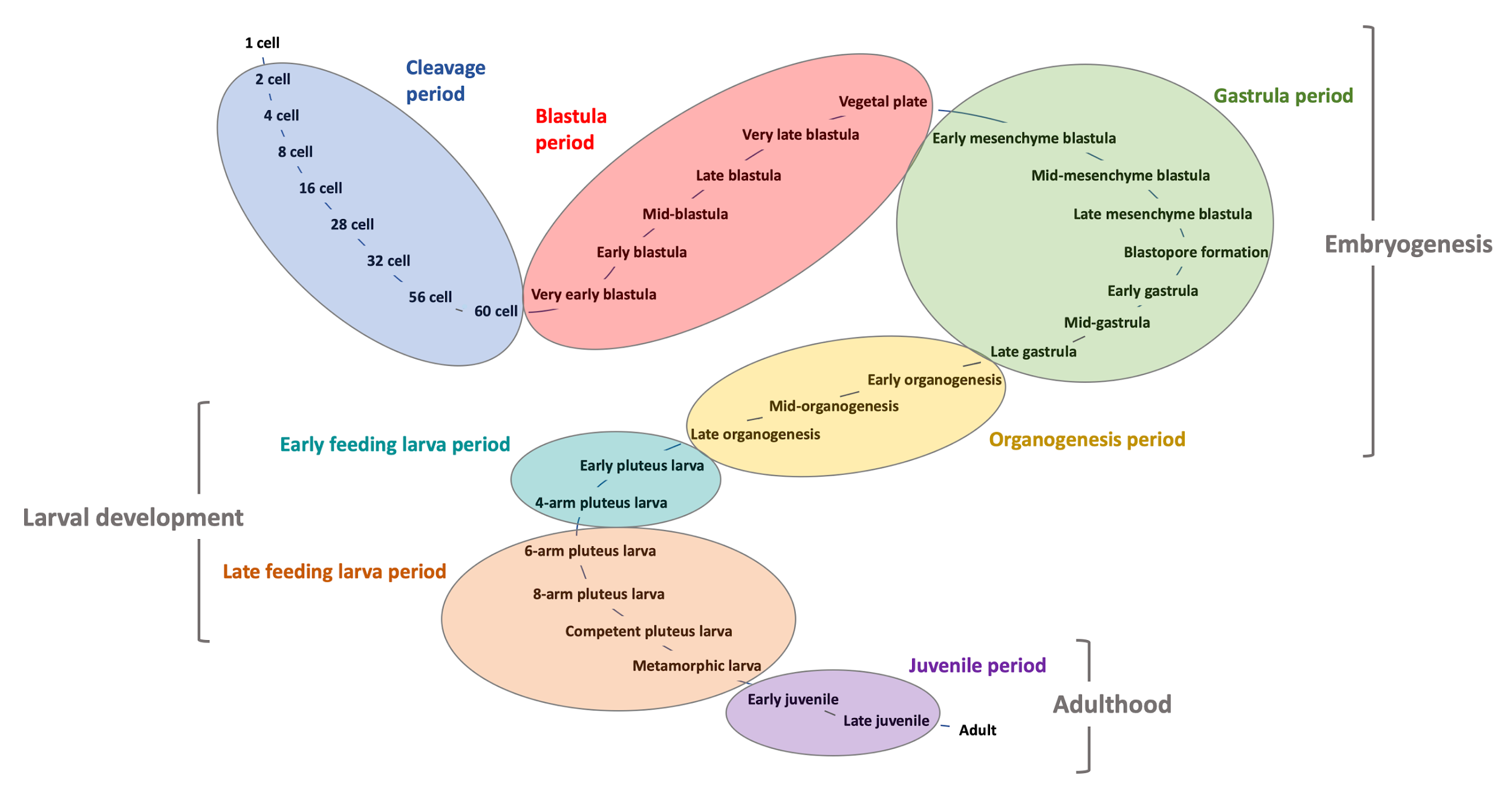 the Node