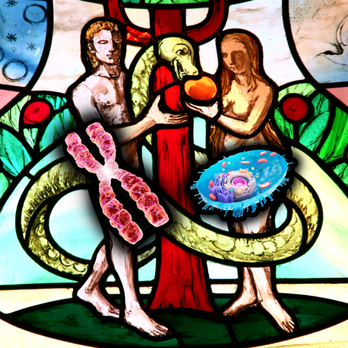 Stained glass image of Adam and Eve with a chromosome covering Adam's "fig leaf" and a mitochondria covering Eve's.