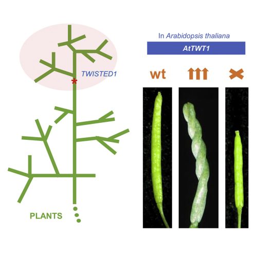 Arabidopsis, TWISTED gene, de novo gene gene evolution