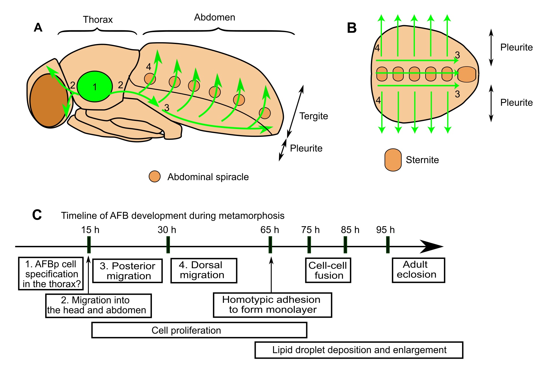Origins of the Drosophila adult fat body precursor cells.