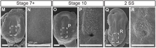 A panel of early stage chameleon embryos, showing that there is no evidence for motile cilia near the blastopore. 