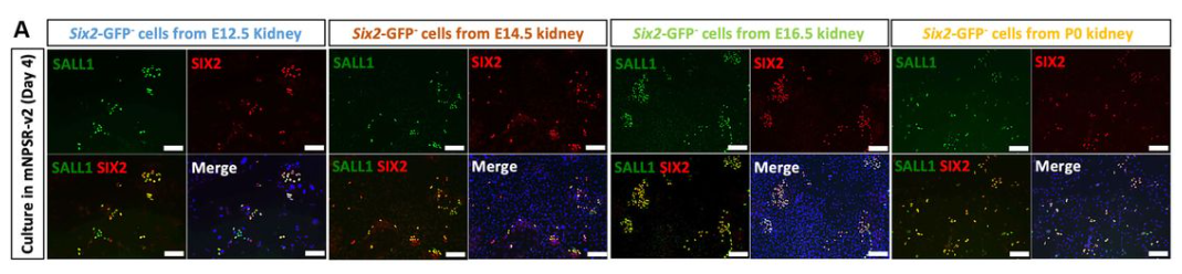 May in preprints - the Node