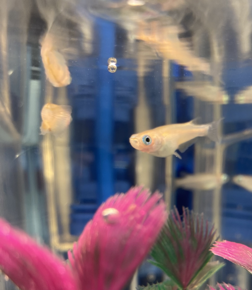A Tale of Two Fishes - the Node