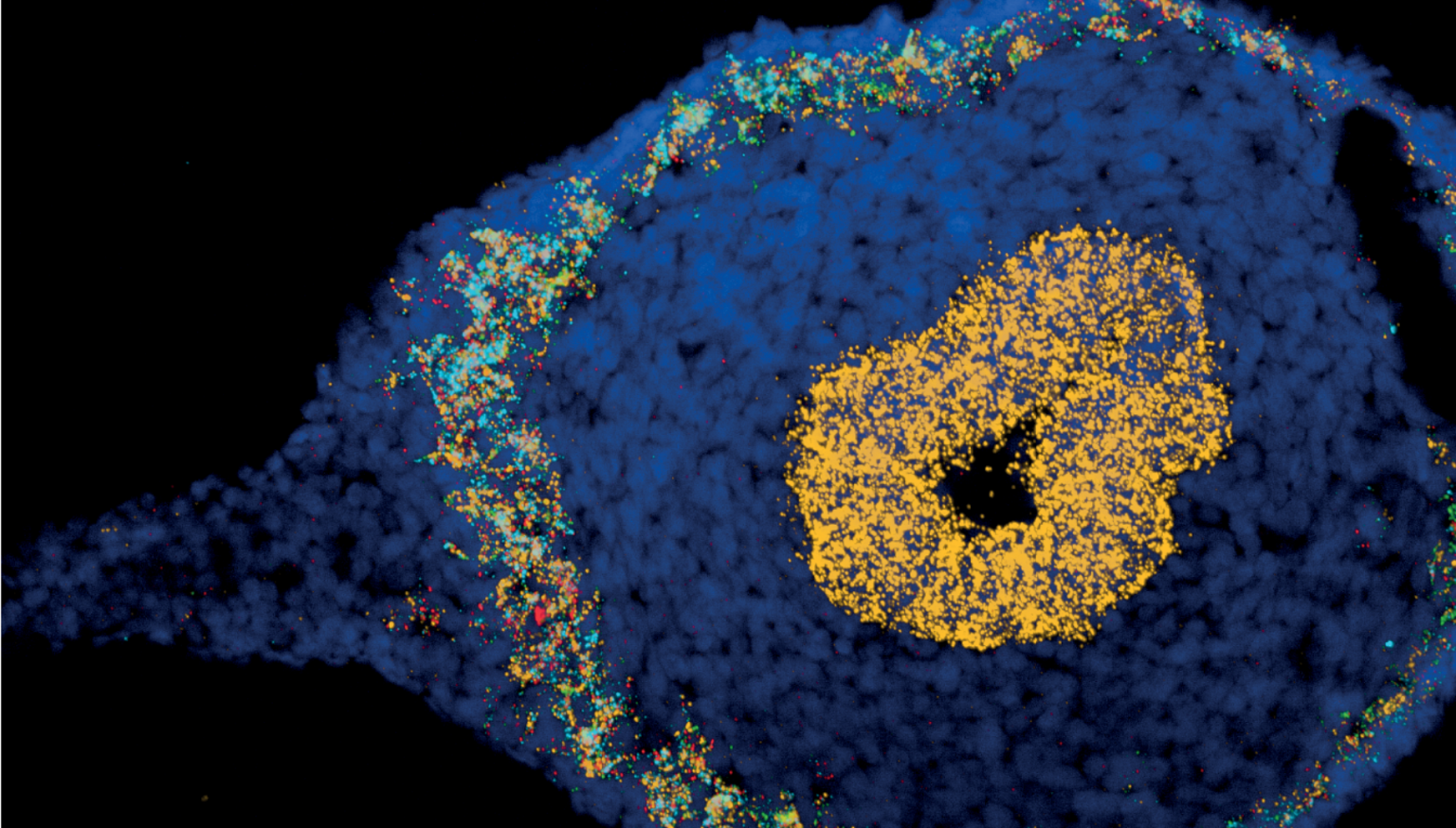 An interview with Rasa Elmentaite, the 2023 BSDB Beddington Medal ...