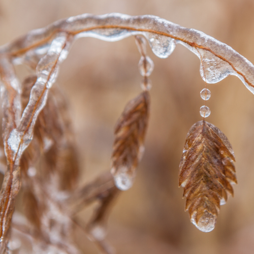 Photograph of a frozen wheat