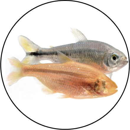 Image of Astyanax Mexican cavefish, which the Ornelas-García lab works on.