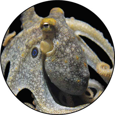 Image of Octopus bimaculoides, which the Ragsdale lab works on.