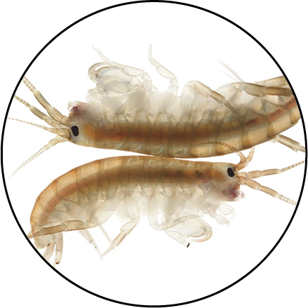Image of Parhyale shrimps, which the Averof lab works on.
