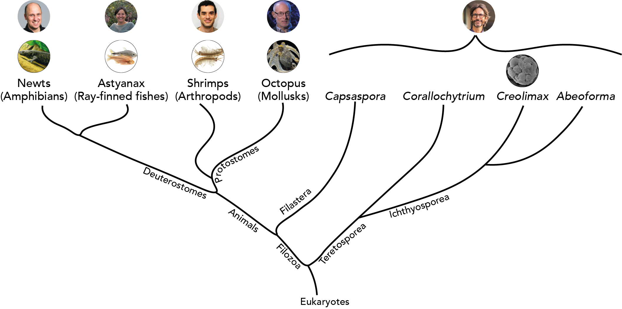 A phylogenetic tree of the organisms our interviewees work on.
