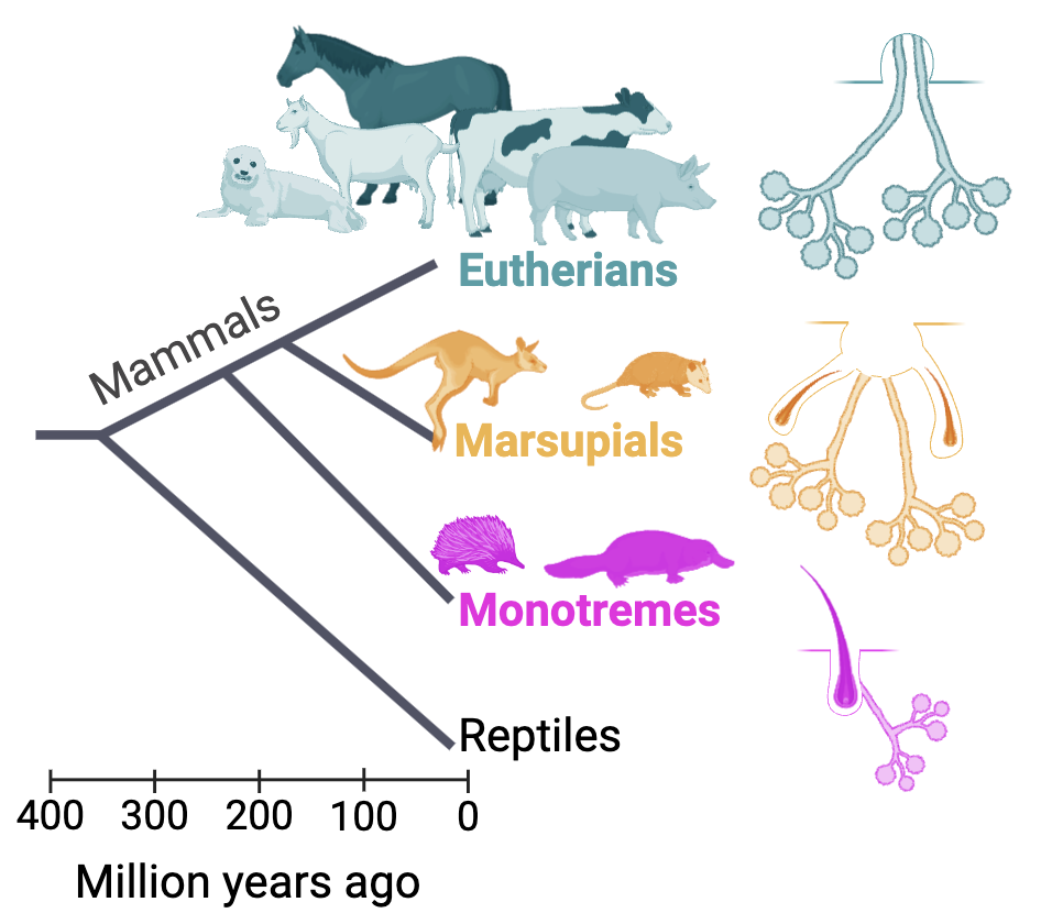 Exploring Mammary Gland Development and Evolution with Organoid ...