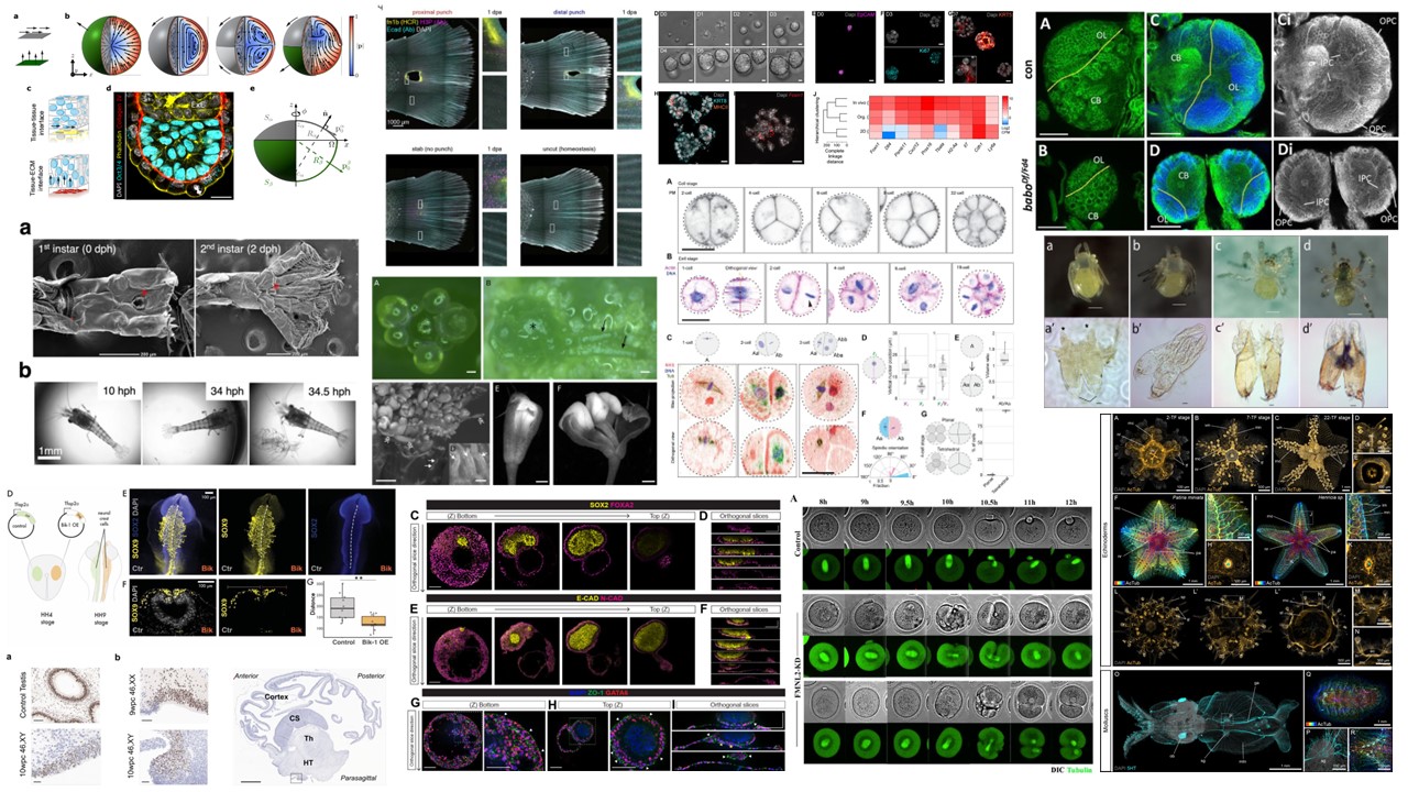 Sex differences in the structural connectome of the human brain | PNAS, image size:1280x720