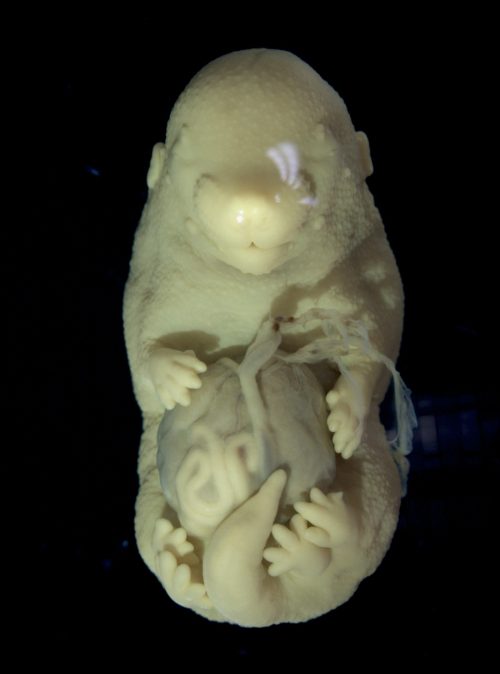 Tgfbr1 conditional knock out embryonic day 16.5 mouse fetus with hindlimbs duplication