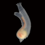 The sea squirt Ciona robusta (Ciona intestinalis type A)