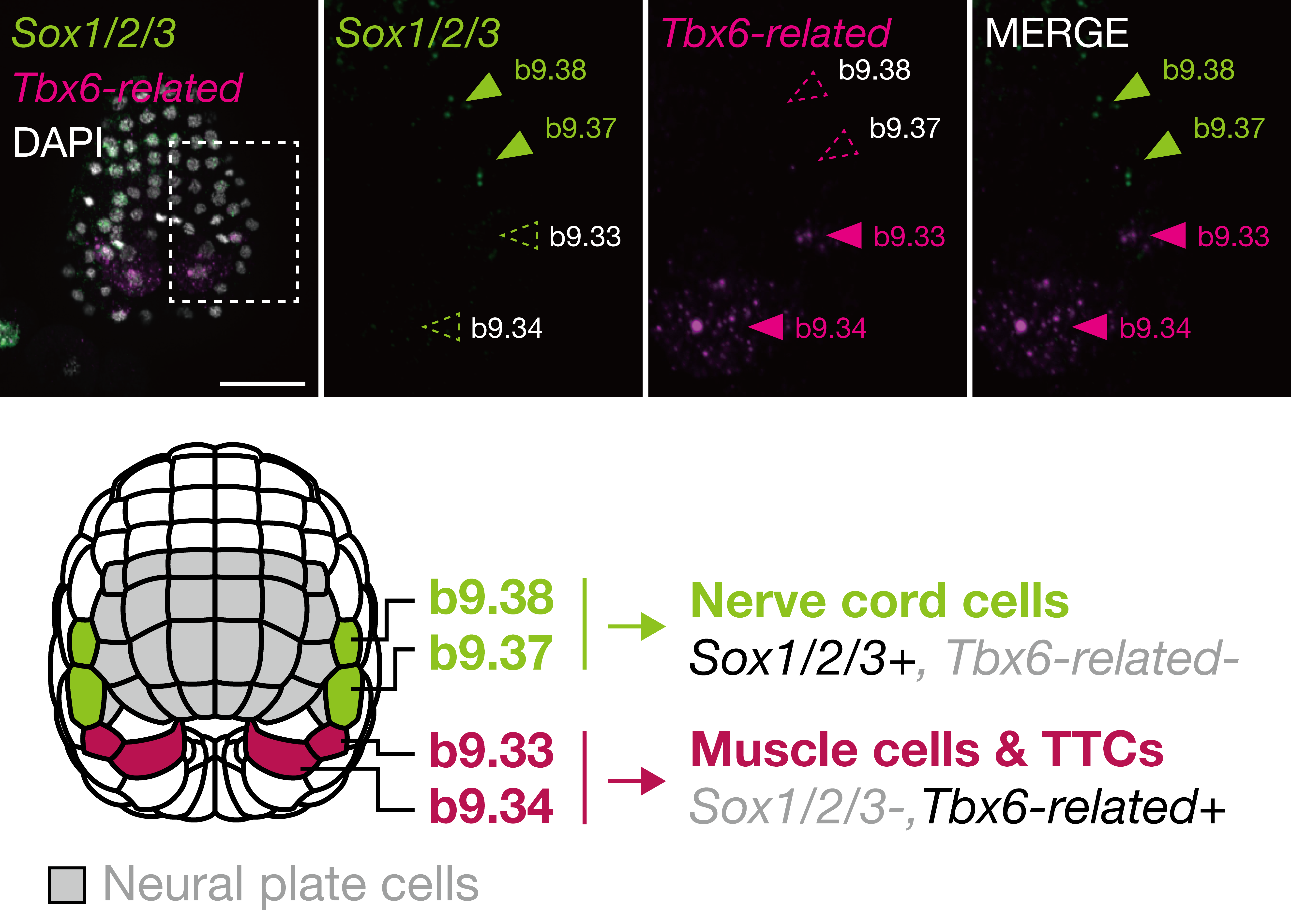 Ascidian embryonic cells offer clues to the evolutionary origin of ...