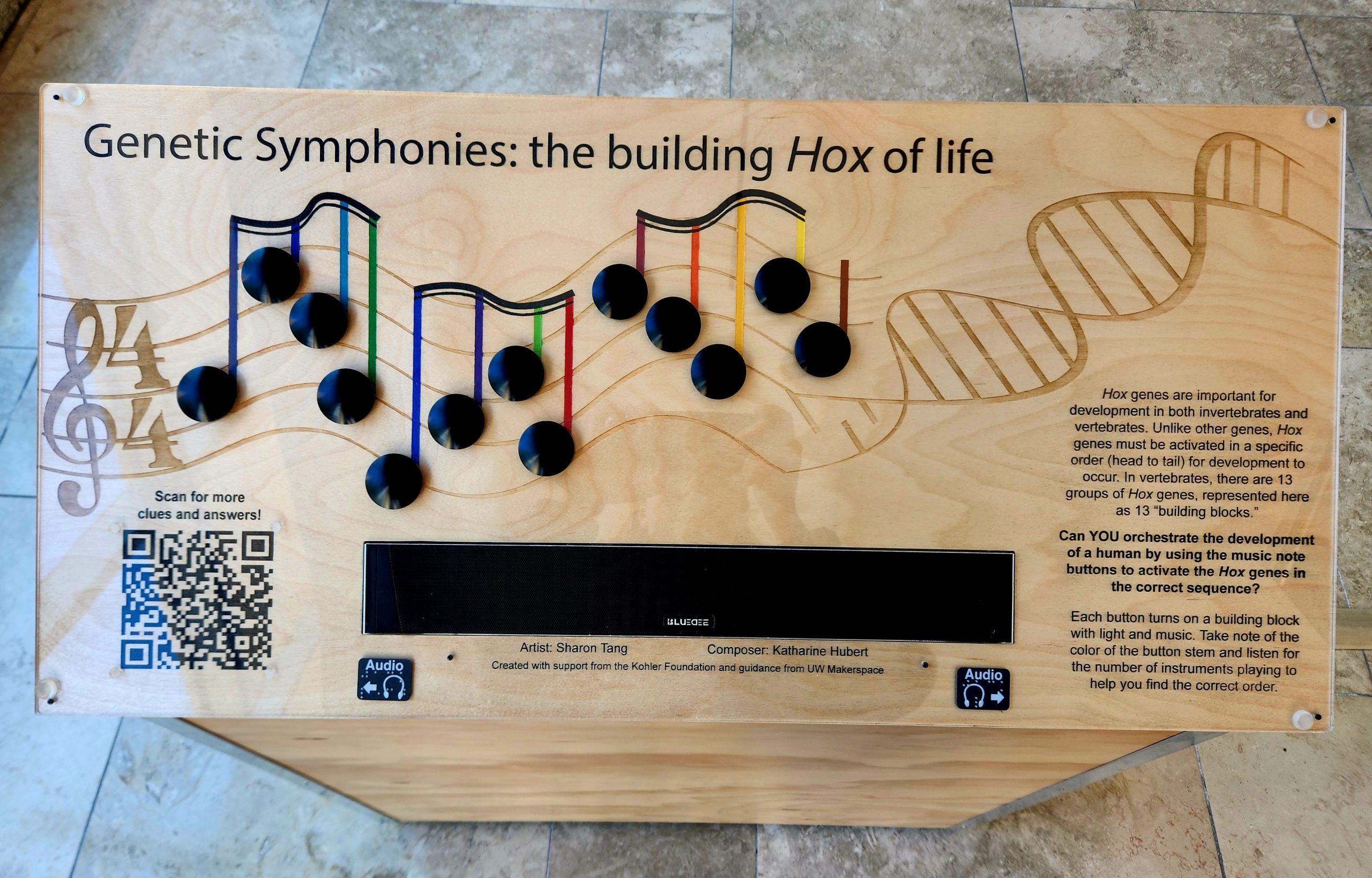 A wooden podium has a music staff laser cut on the surface. The music staff bends and gradually transitions to a DNA double helix. On the music staff are 13 black buttons, with colored note stems. The podium reads “Genetic Symphonies: Building Hox of life” at the top left and contains a scannable QR code in the bottom left for users to obtain more information. A large rectangular speaker sits in the center of the podium with text to describe the installation to the right. The descriptive text reads: “Hox genes are important for development in both vertebrates and invertebrates. Unlike other genes, Hox genes must be activated in a specific order (head to tail) for development to occur. In vertebrates, there are 13 groups of Hox genes, represented here as 13 “building blocks”. Can YOU orchestrate the development of a human by using the music note buttons to activate Hox genes in the correct sequence? Each button turns on a building block with light and music. Take note of the color of the button stem and listen for the number of instruments playing to help you find the correct order.”