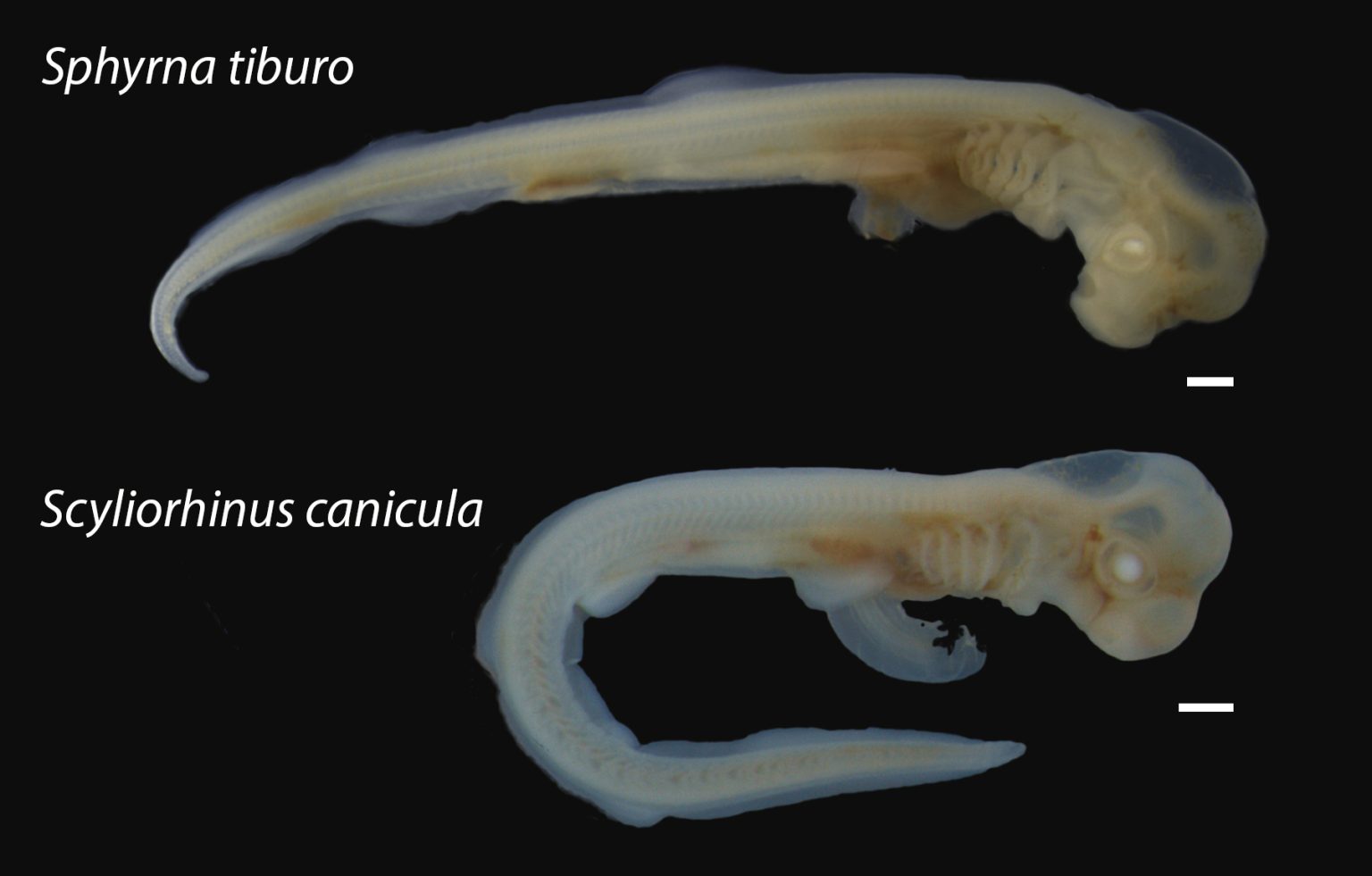 Shark Development Behind the paper: Rarely seen development of a viviparous shark ...