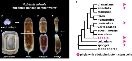 This diagram has a picture of a 4-cell Hofstenia embryo in Figure A, a Tupperware of Hofstenia in Figure B, a whole adult Hofstenia in Figure C, the same Hofstenia now cut in half in Figure D and the head and tail fragments regenerating in Figure 3. Figure F is a phylogenetic tree of with acoels highlighted in magenta and magenta asterisks of phyla with adult pluripotent stem cells