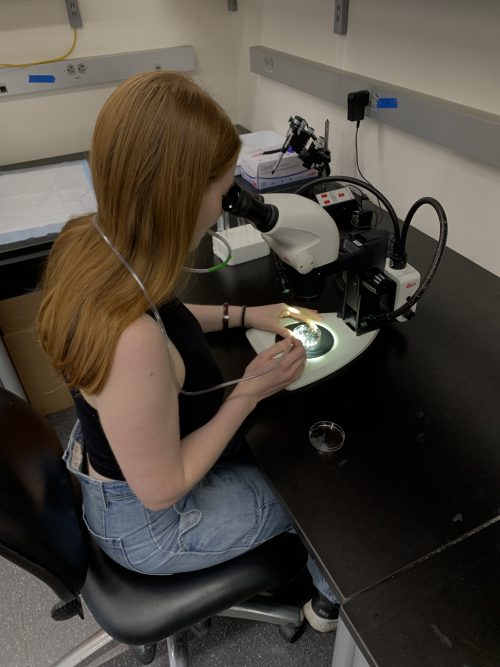 This is a picture of Eliza Hirsch looking down a microscope at Hofstenia embryos while holding a mouth pipette