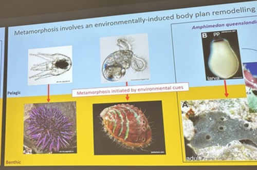 Océane Blard identified conserved mechanisms of metamorphosis between sponges and other animals