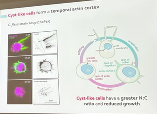 Núria Ros-Rocher identified a cyst-like stage in a choanoflagellate life cycle