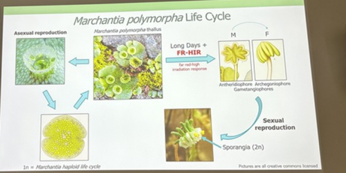 David Hoey introduced us to the life cycle of the liverwort plant, Marchantia polymorpha