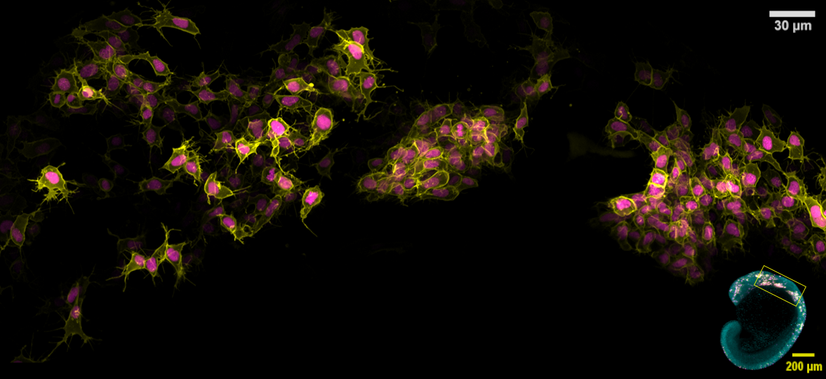 High-resolution confocal microscopy image of zebrafish cranial neural crest cells migrating through the embryo.