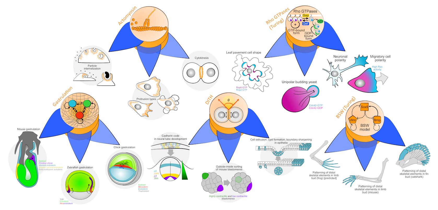 Illustrated examples of Core & Periphery systems, including actomyosin, Rho GTPases, gastrulation, the DITH, and the BSW Turing system.