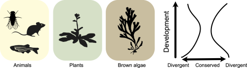 Silhouettes of animals, plants and brown algae and an overview of the hourglass model.