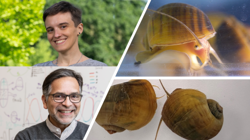 In the apple eye of evolution: Camera-type eye regeneration