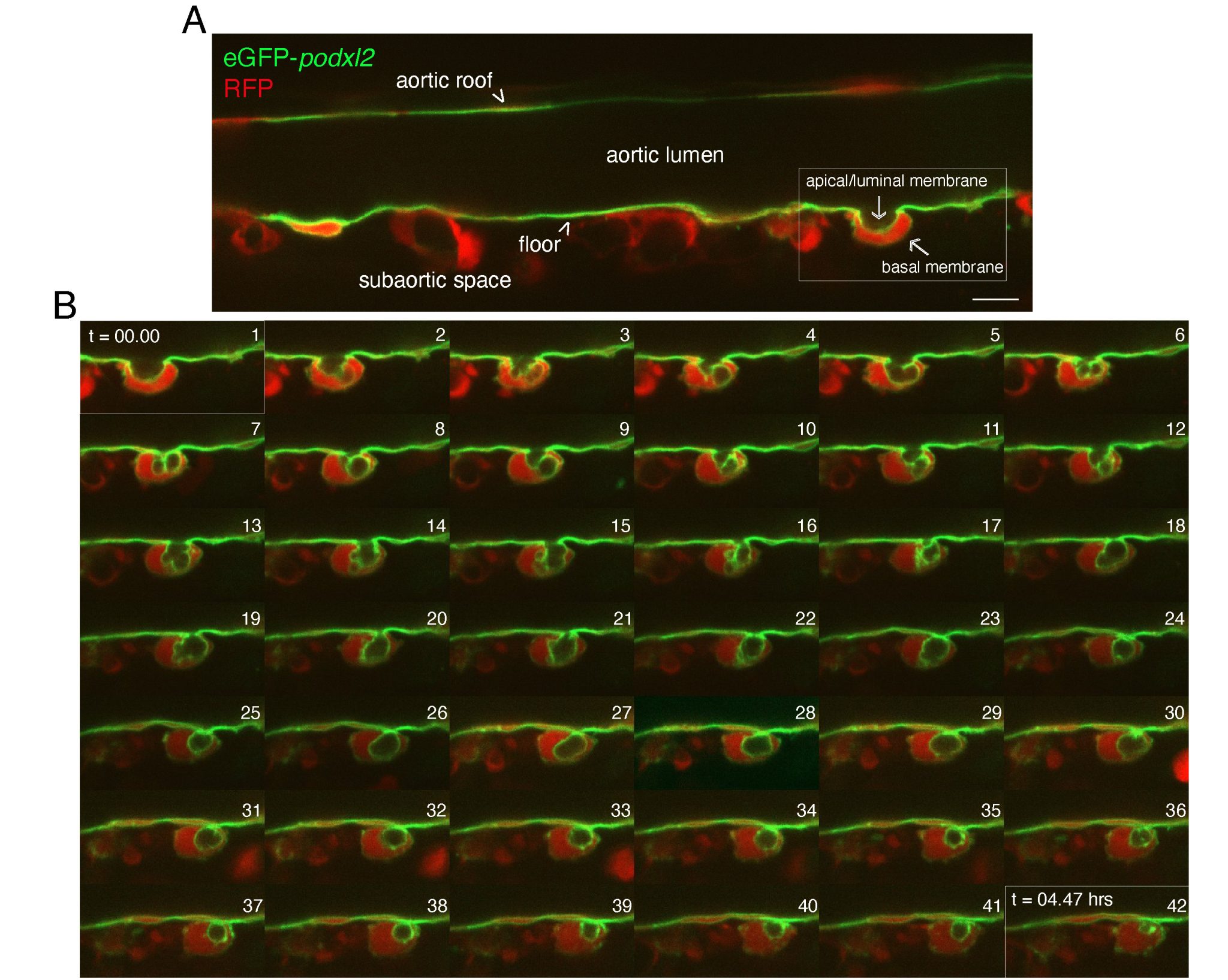 Delving into the complexity of hematopoietic stem cell genesis, fate ...
