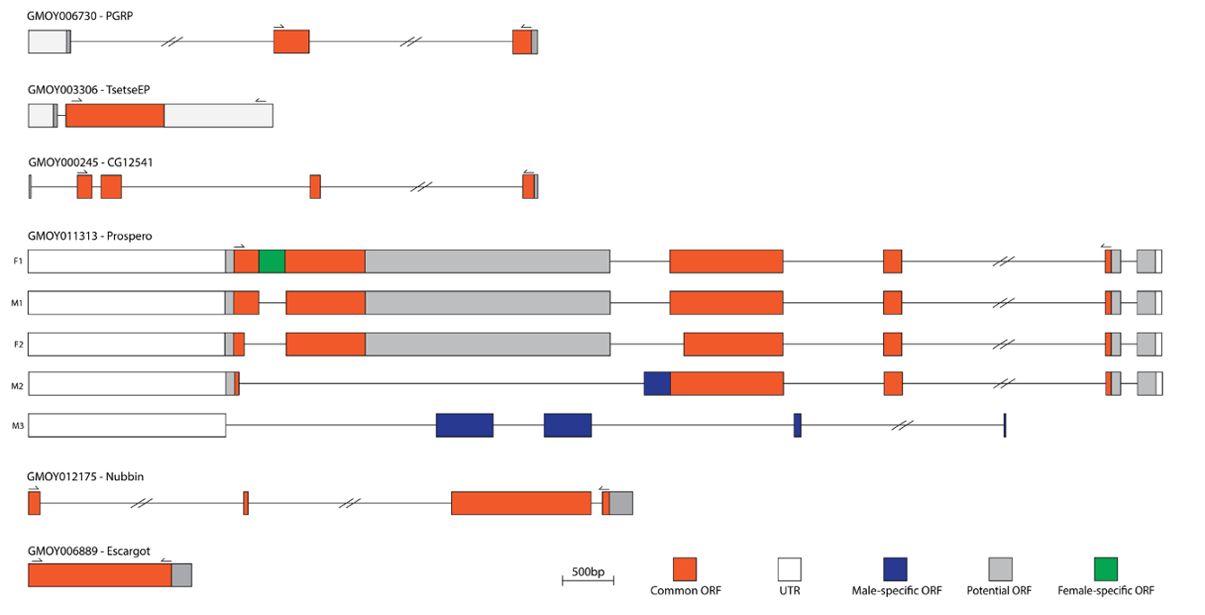 Characterising and visualising cell-type marker genes in Glossina morsitans morsitans.