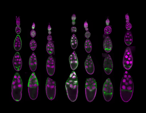 Many microscopy images arranged in columns, each showing a different gene expressed/mRNA distribution in the egg chambers