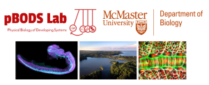 physical biology of developing systems lab at McMaster University