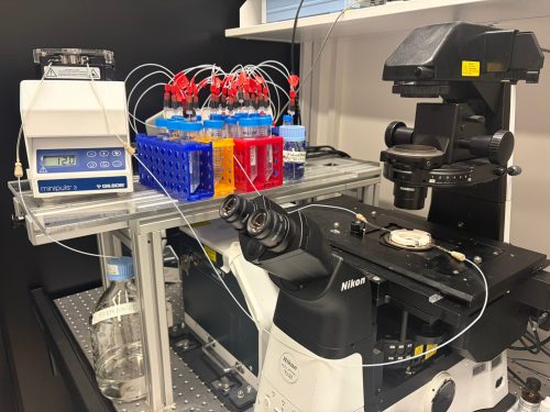A spinning disk confocal microscope coupled to a microfluidic system
