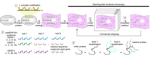 weMERFISH experimental design