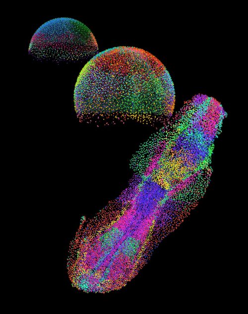 Three colorful embryos