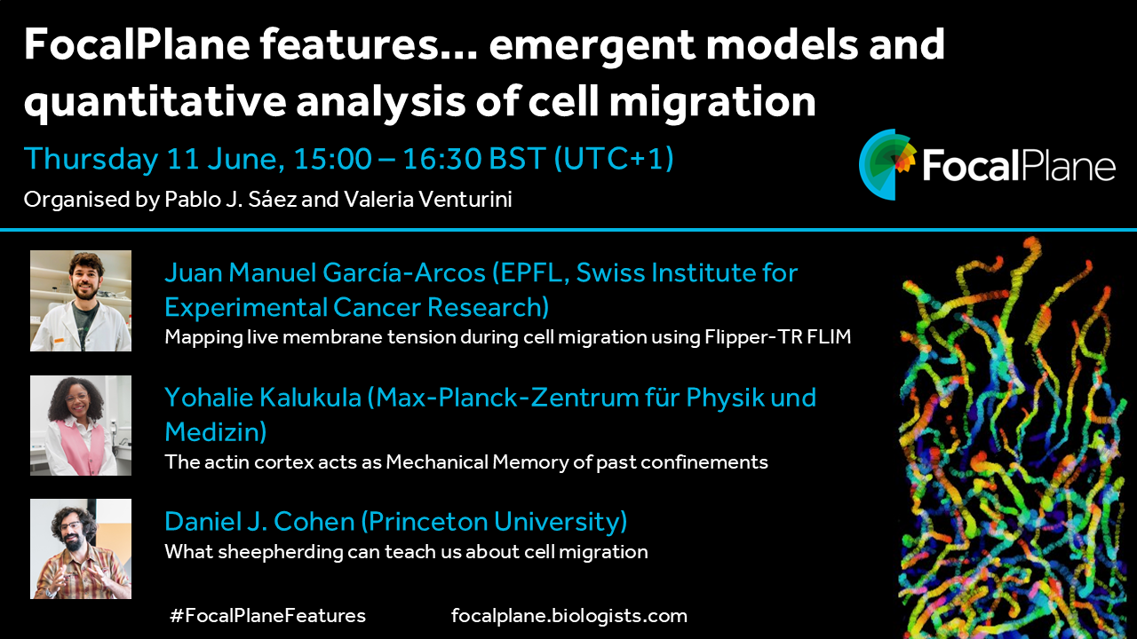 FocalPlane features... emergent models and quantitative analysis of cell migration

Thursday 11 June, 15:00-16:30 BST (UTC+1)

Organised by Pablo J. Sáez and Valeria Venturini

FocalPlane logo

Picture of Juan Manuel García-Arcos  (EPFL, Swiss Institute for Experimental Cancer Research)
‘Mapping live membrane tension during cell migration using Flipper-TR FLIM’

Picture of Yohalie Kalukula (Max-Planck-Zentrum für Physik und Medizin)
‘The actin cortex acts as Mechanical Memory of past confinements’

Picture of Daniel J. Cohen (Princeton University)
‘What sheepherding can teach us about cell migration’

#FocalPlaneFeatures focalplane@biologists.com

Image of time-coded tracks of migrating cells
