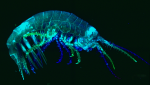 Amphipod collected in Quintay Bay by students of the 2025 course, and stained with phalloidin and DAPI.