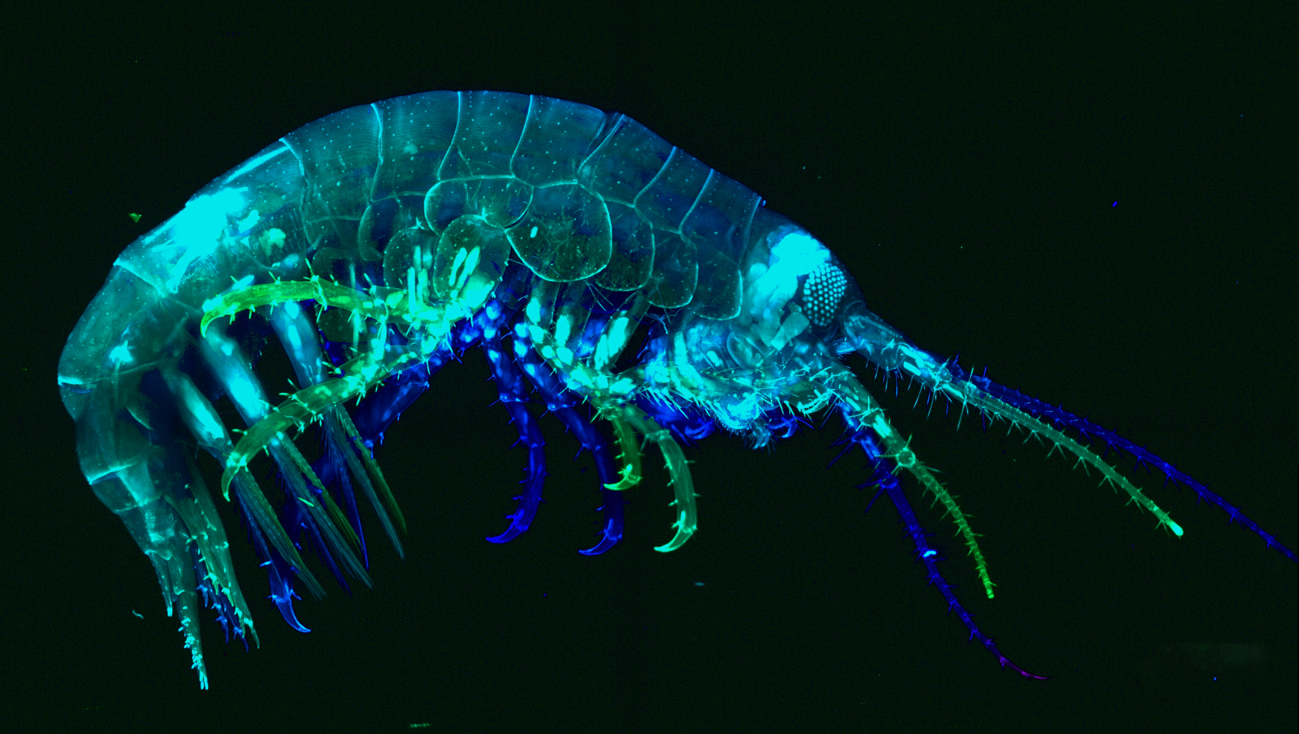 Amphipod collected in Quintay Bay by students of the 2025 course, and stained with phalloidin and DAPI.
