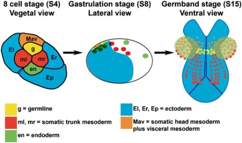 Fig. 1. Fate map of the eight-cell stage in Parhyale. Representation of early Parhyale development with blastomeres colored to indicate their lineage and eventual germ layer fate; diagram shows orientation of the blastomeres and their progeny at the eight-cell stage (S4; 7.5 hpf), gastrulation (S8; 25 hpf) and germband elongation (S15; 80 hpf). The blastomeres of the eight-cell stage are germ layer restricted and their progeny can be followed through development (Gerberding et al., 2002). View at S4 is dorsal with anterior up and posterior down. View at S8 is lateral with anterior to the left, dorsal up. View at S15 is ventral with anterior up.