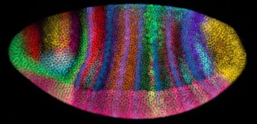 Microscopy image of segmentation gene expression patterns in a blastoderm stage Drosophila embryo